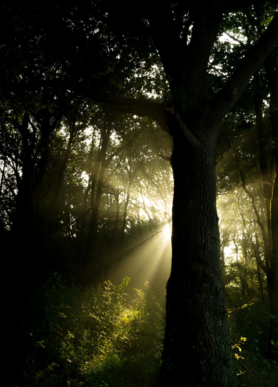 Sunbeams Forest