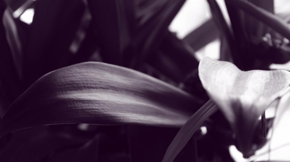 Leaves Nature