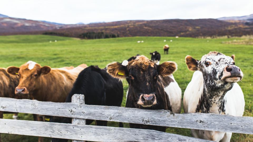 Cow Cattle