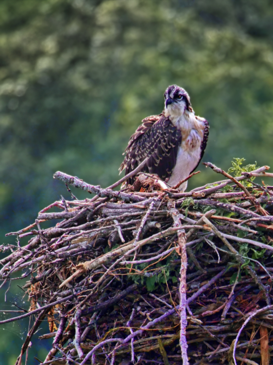 Wildlife Bird
