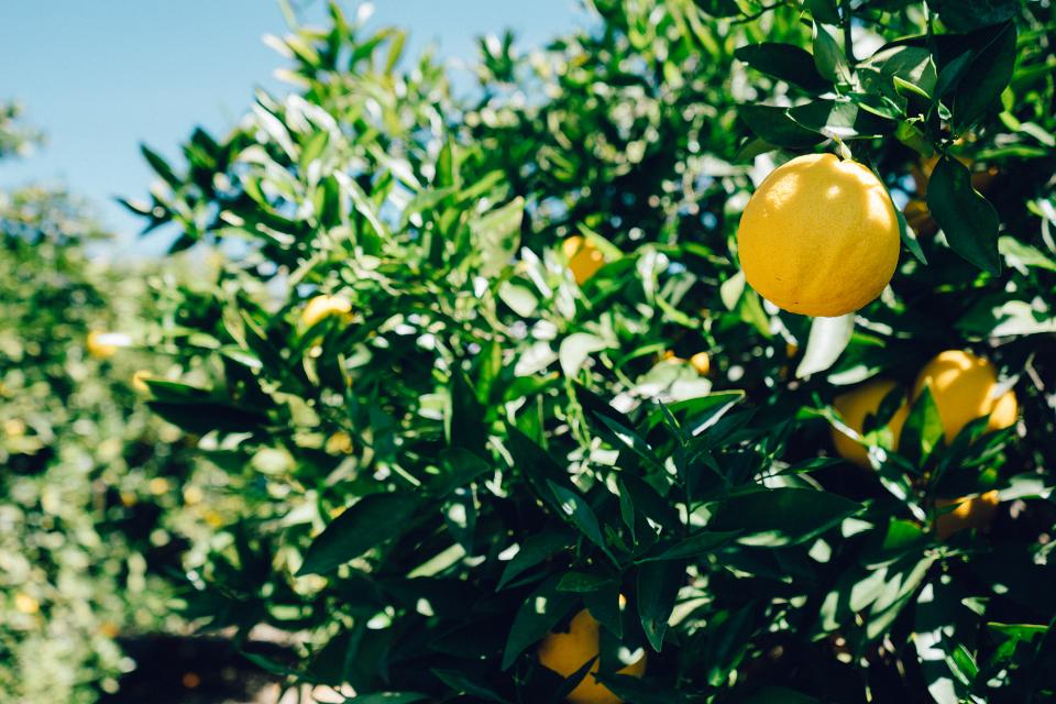 Oranges Fruits