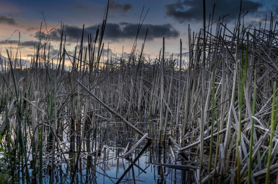 Reeds Water