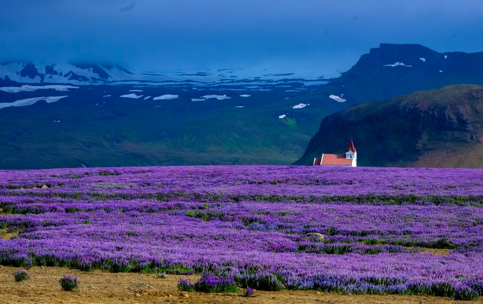 Lavender Field