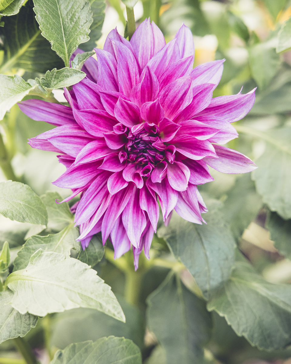 Flower Blossom