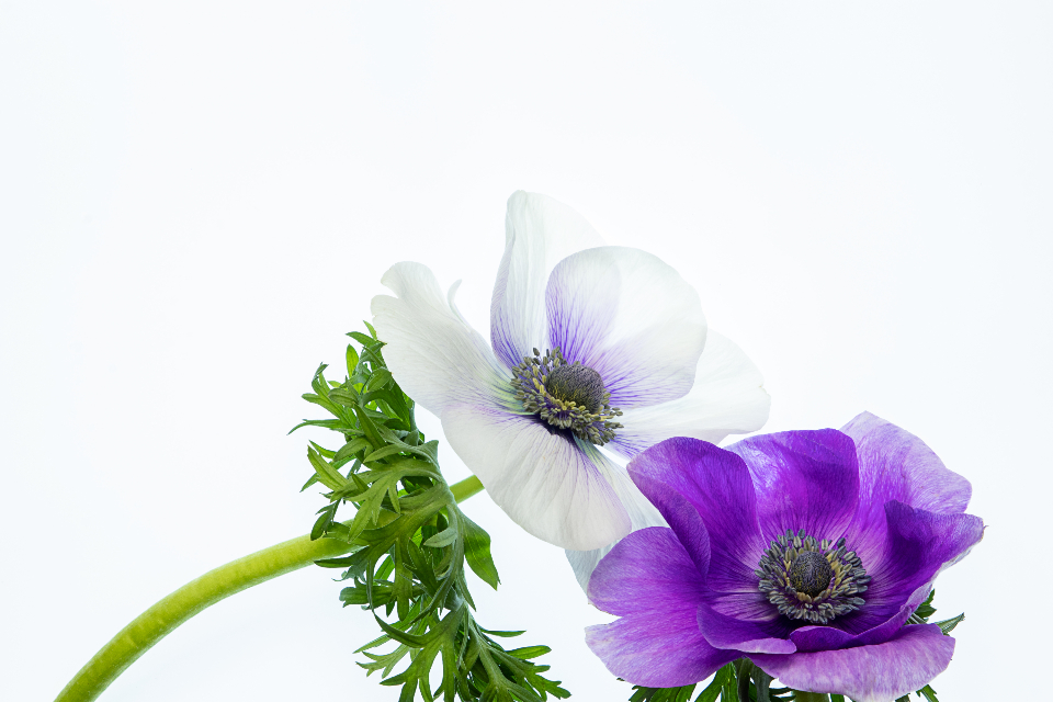 Isolated Flower