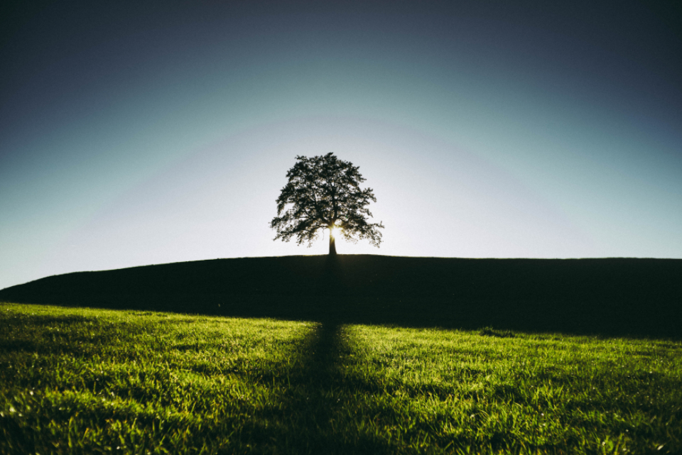 Summer Tree