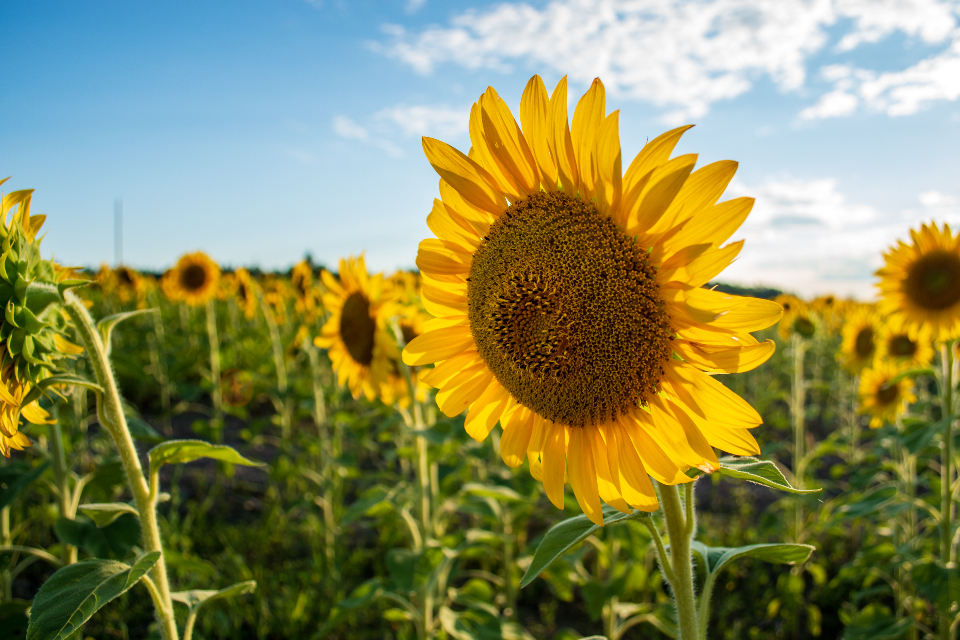 Sunflower Field