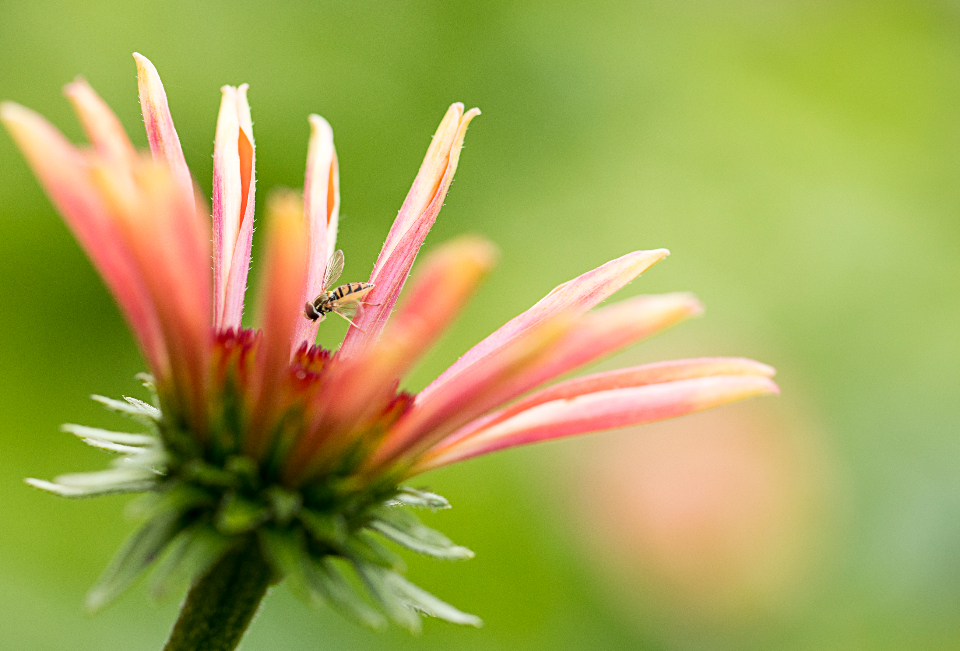 Flower Bloom