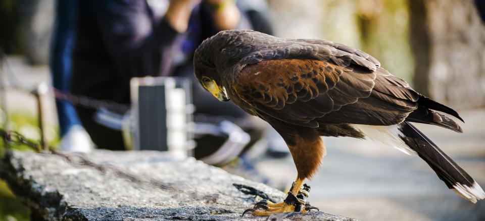 Eagle Bird