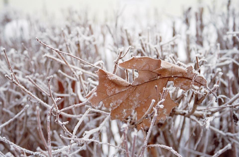 Leaf Grass