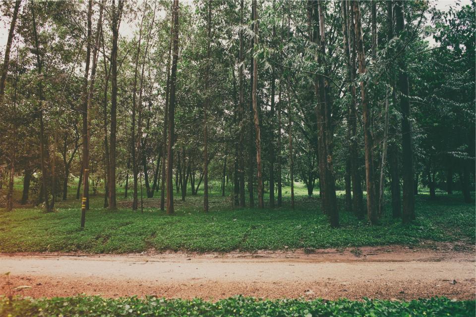 Park Trees