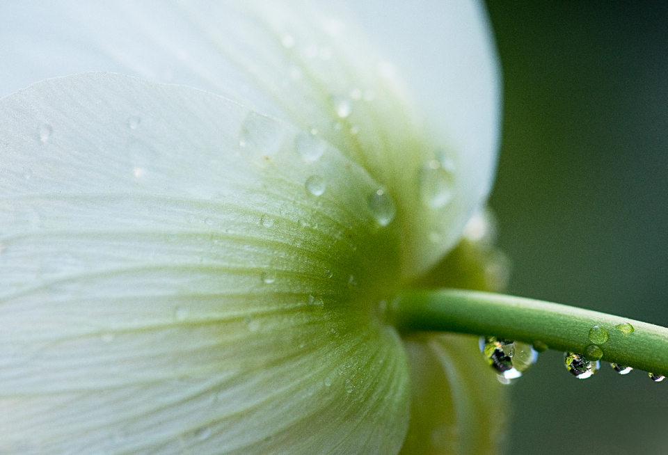 Flower Drops