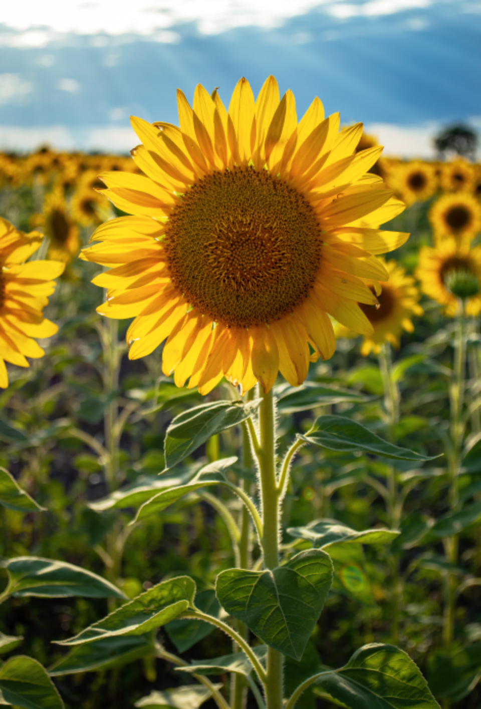 Sunflower Flower