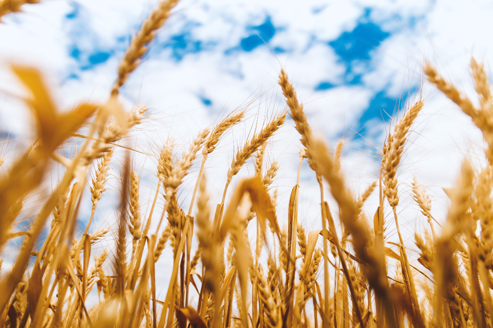 Wheat Farm