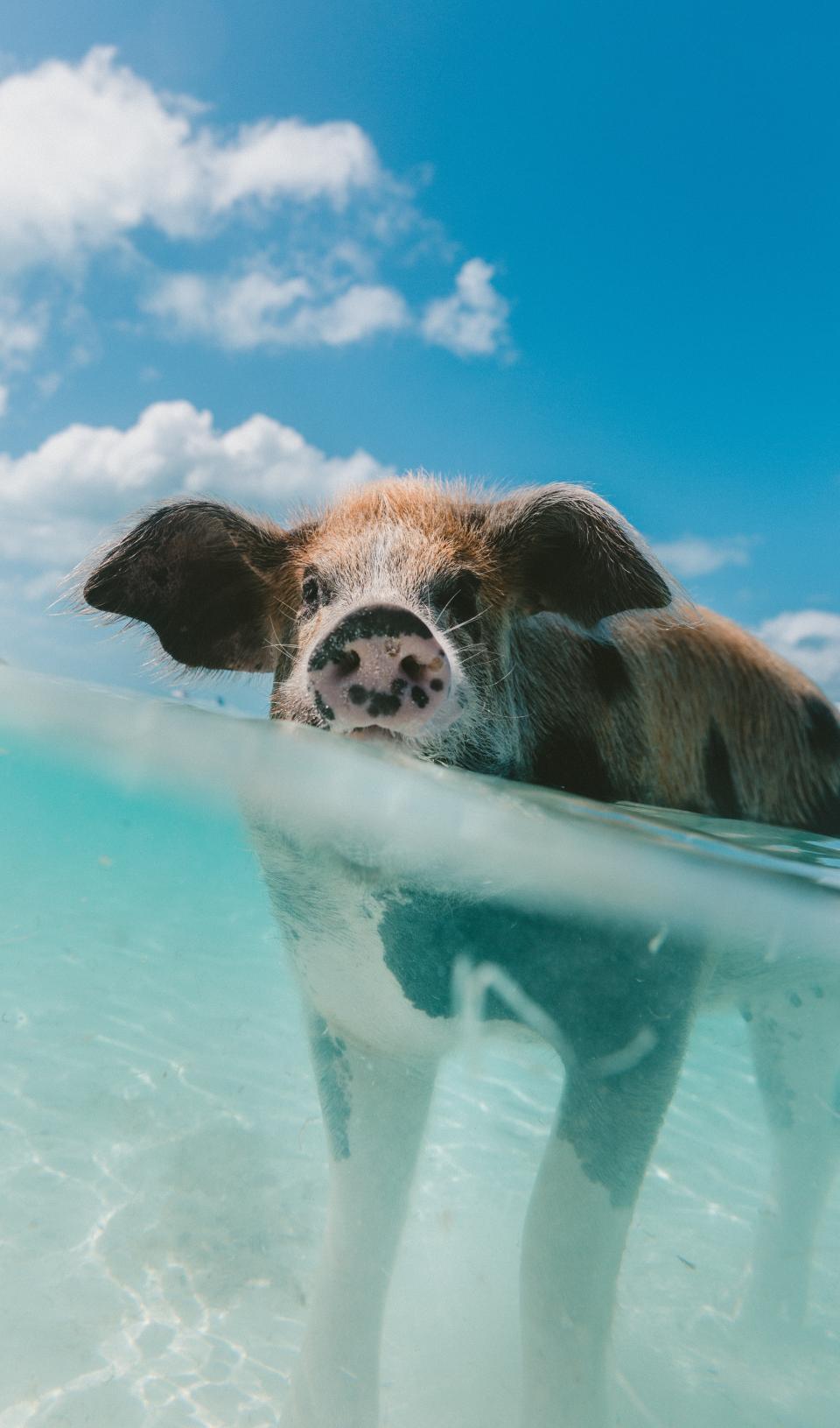 Pig Animal