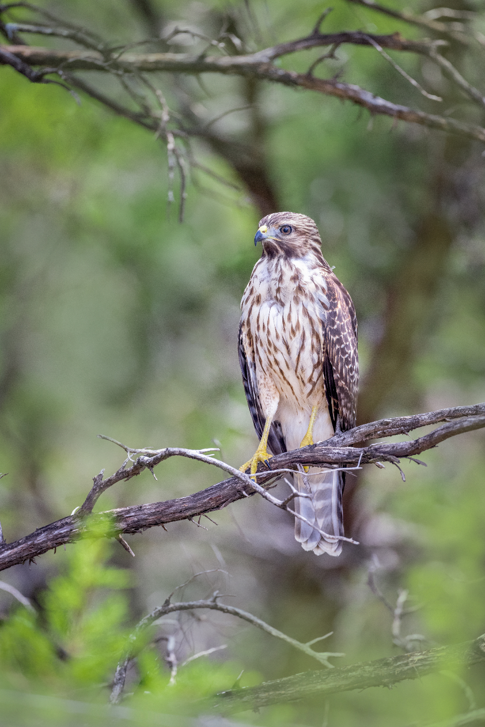 Hawk Bird