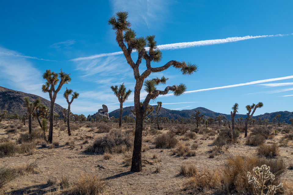 Tree Desert