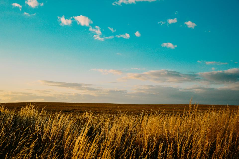 Landscape Field