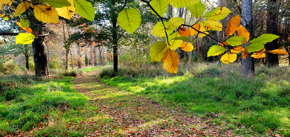Autumn Woods