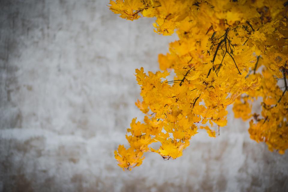 Yellow Leaves