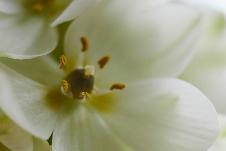 White Flower