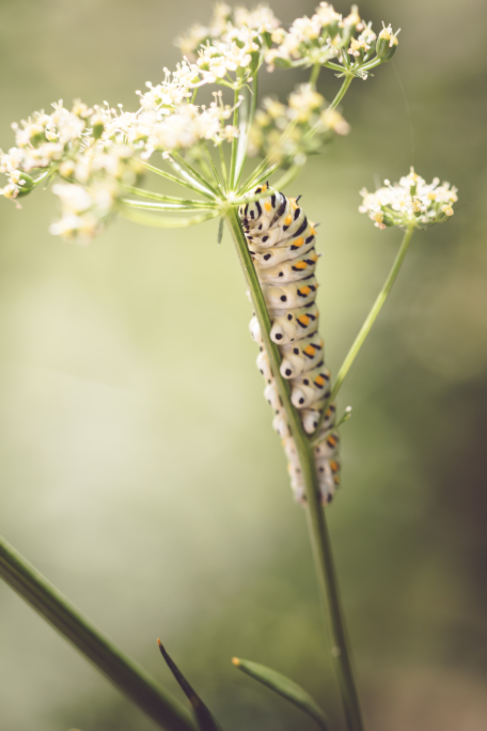Insect Caterpillar