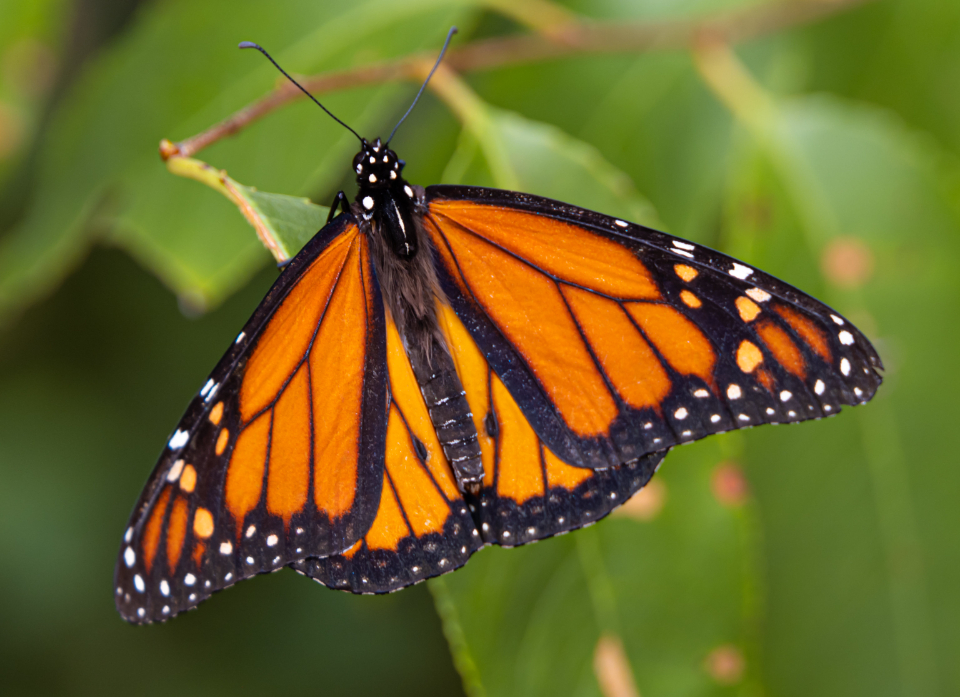Butterfly Insect