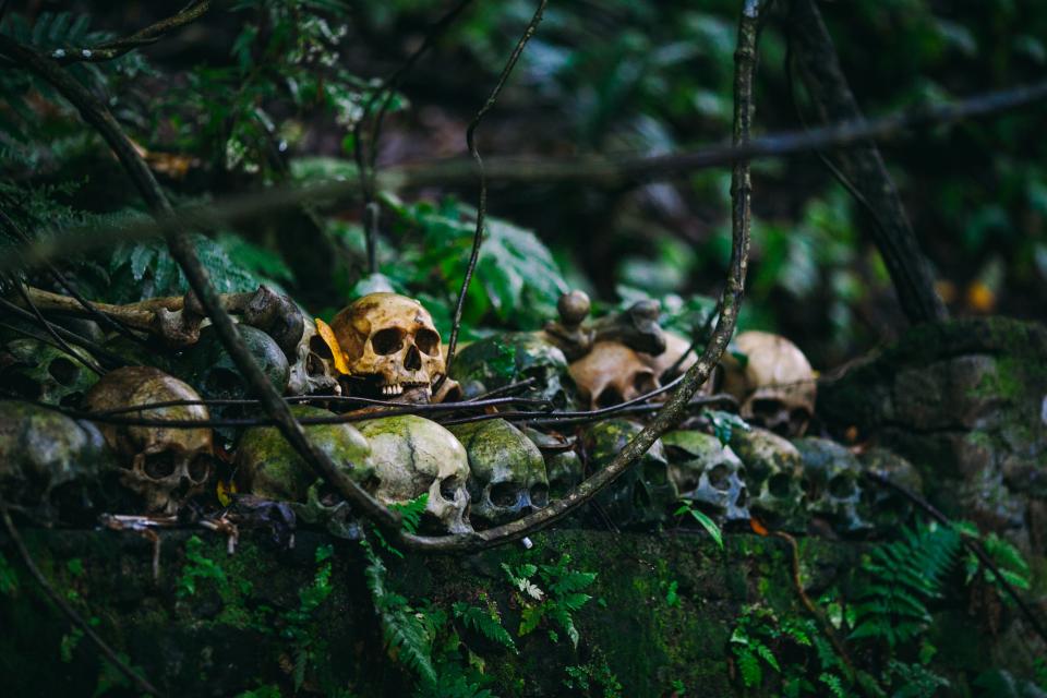 Skull Skeleton