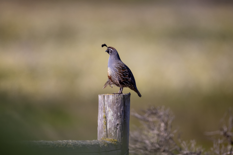 Bird Perched