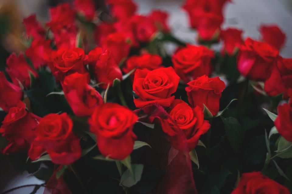 Red Roses