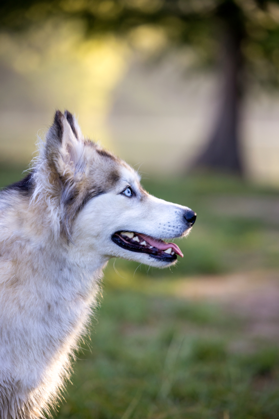 Husky Animal