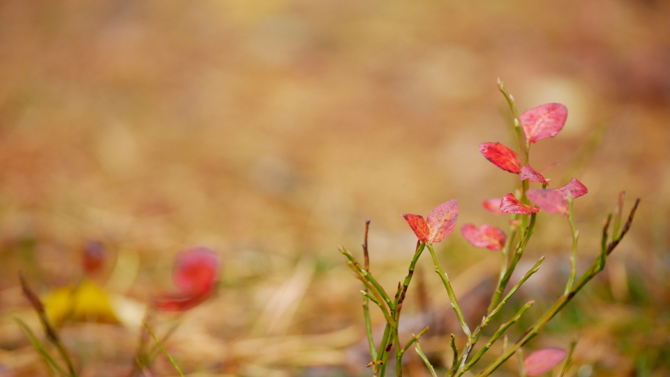 Leaves Fall