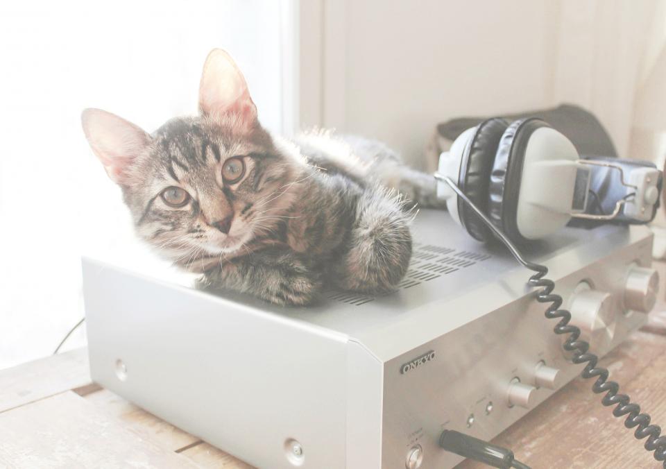 Cat Amplifier