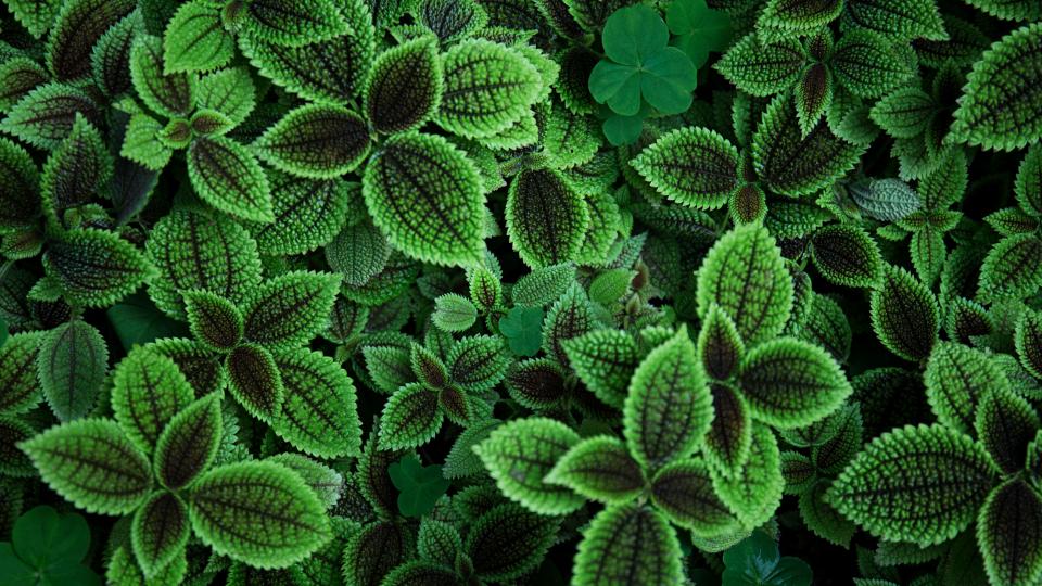 Green Leaf