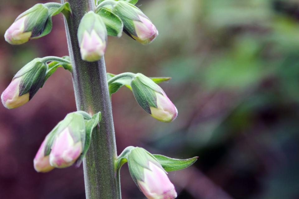 Flower Pink
