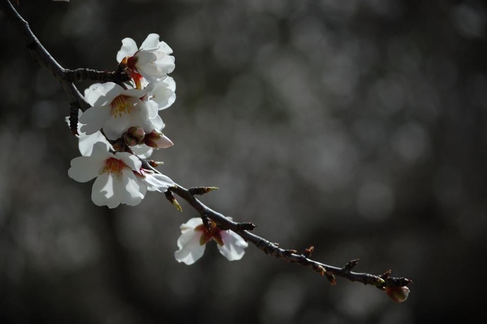 Blossoms Branch