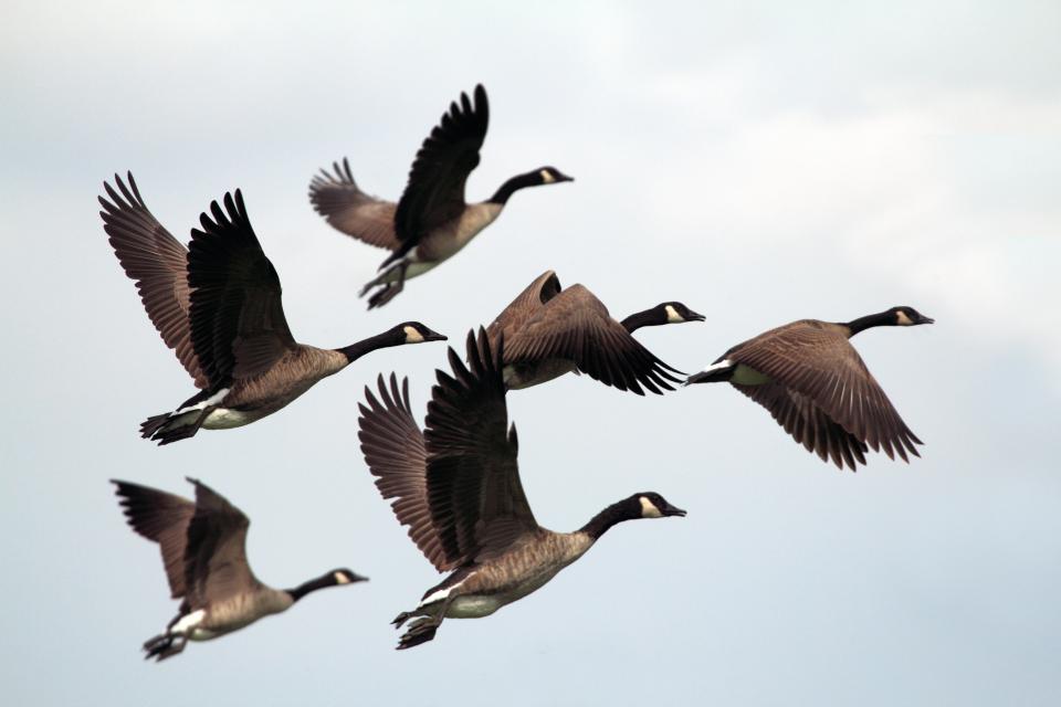 Bird Fly