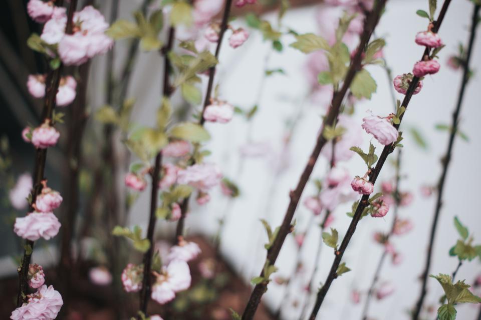 Flower Bloom
