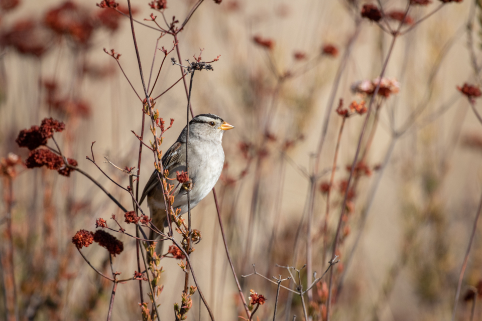 Bird Tree