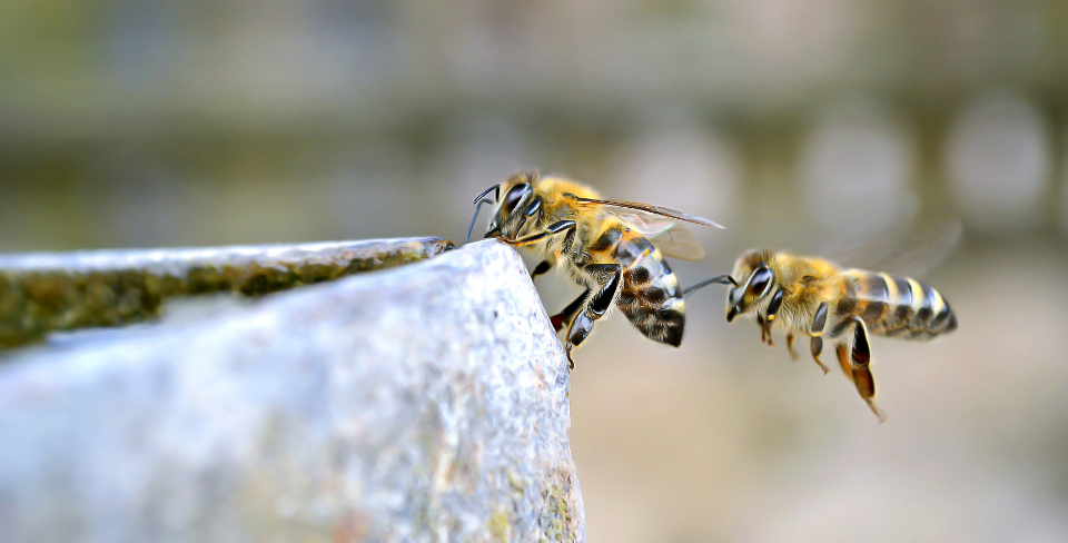Bees Flying