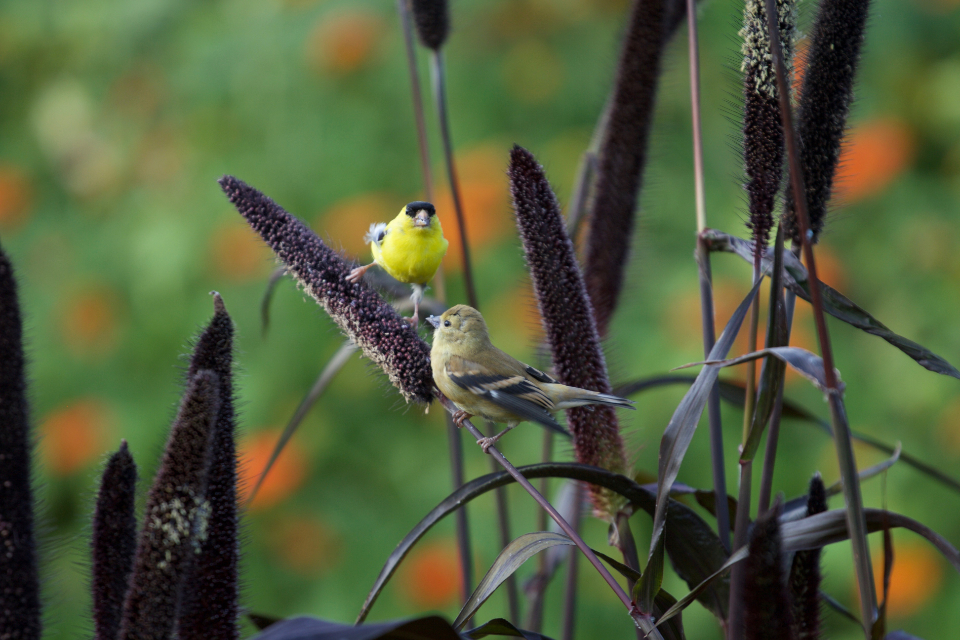 Colorful Birds