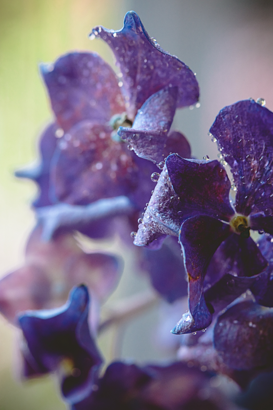 Flower Drops