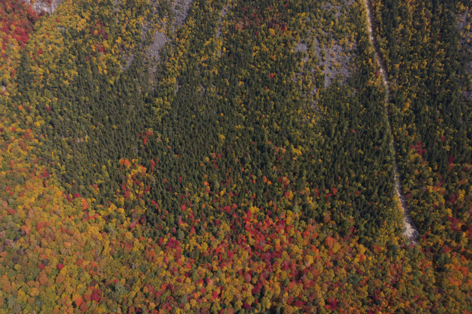 Autumn Trees