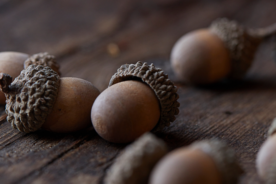 Acorn Nuts