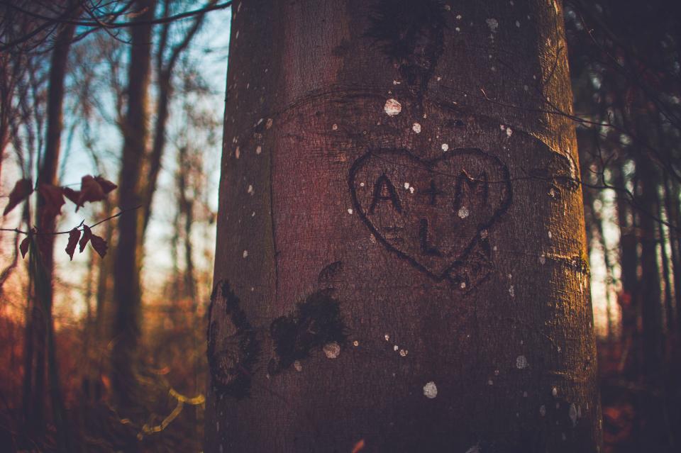 Tree Bark