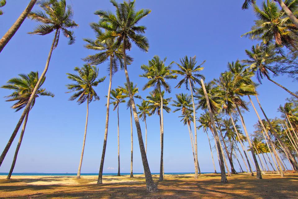 Coconut Tree