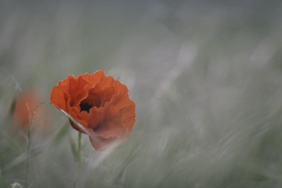 Flowers Nature