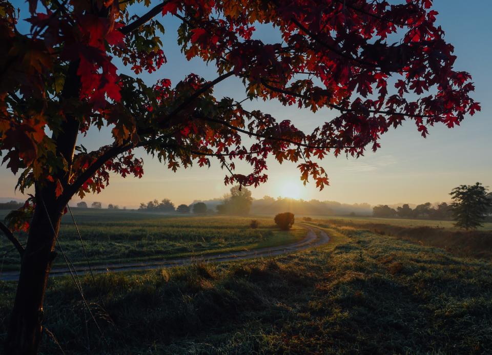 Red Leaves