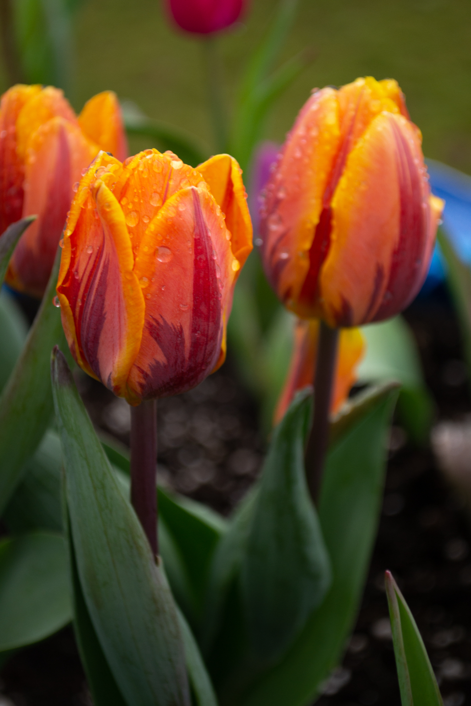 Tulip Flower