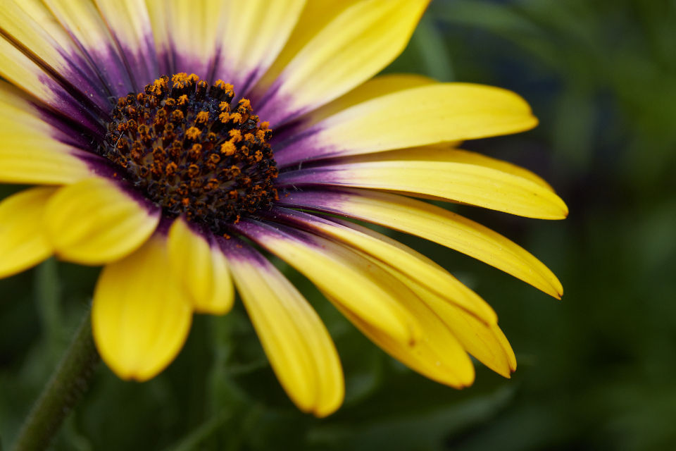Flower Blossom